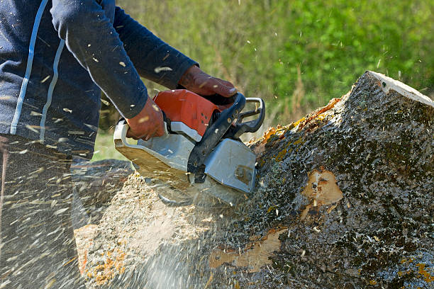 Best Commercial Tree Services  in Show Low, AZ